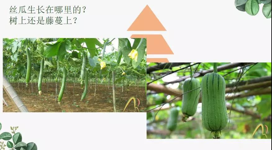 西安北大新世纪小学部特色课程之藤苗国画课（一）
